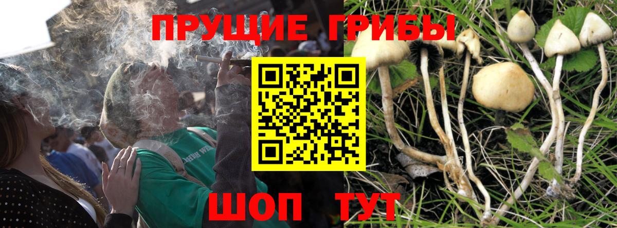 Галлюциногенные грибы прущие грибы Ессентуки
